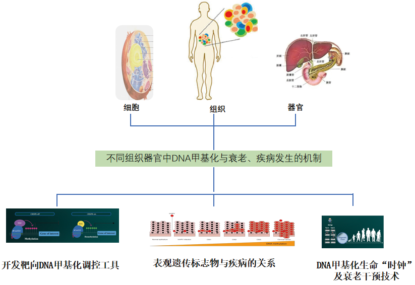 1775715065478040.png 表观.png